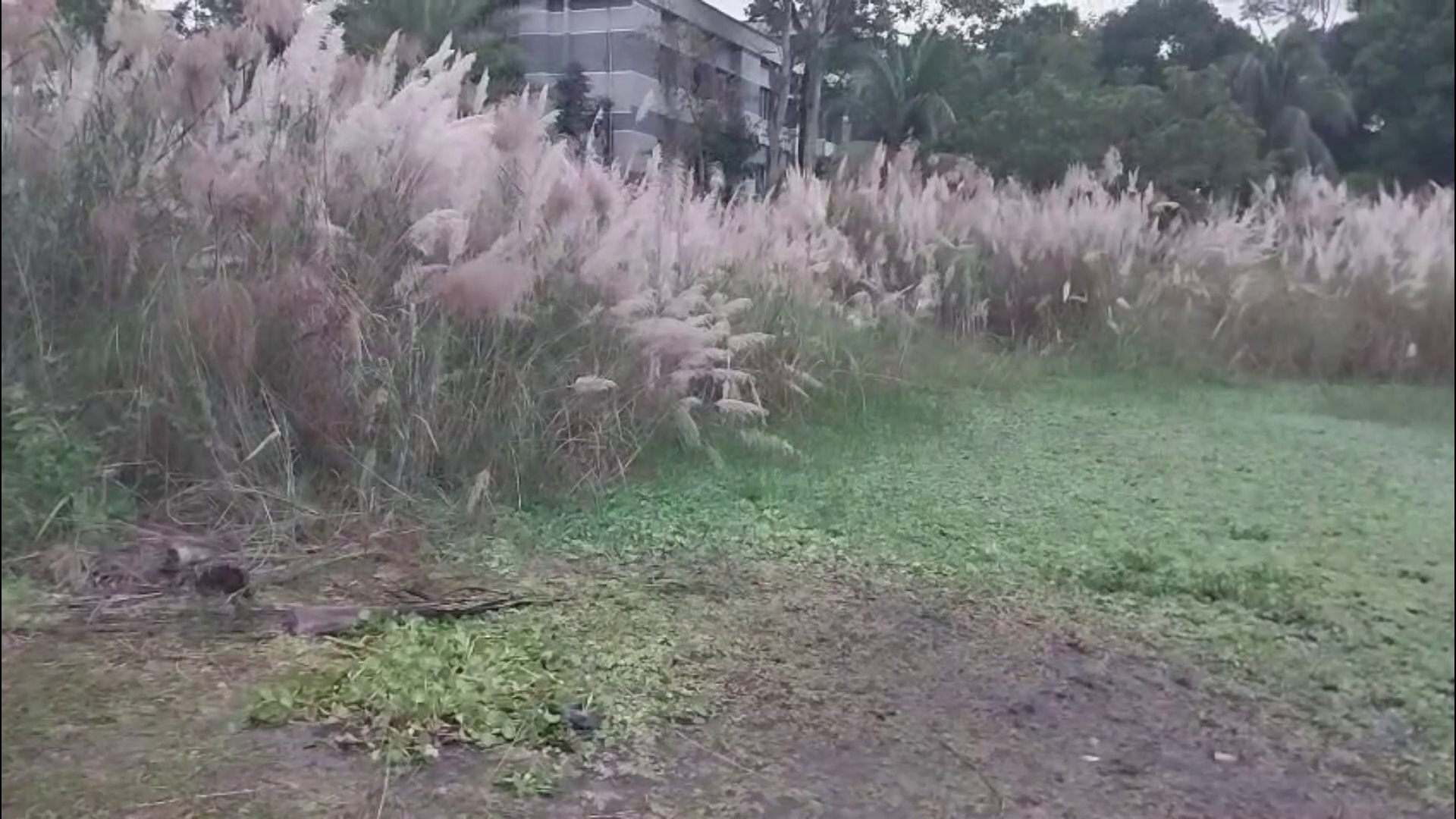 ফরিদপুরে কাশবন থেকে রাজমিস্ত্রির ক্ষত-বিক্ষত মরদেহ উদ্ধার