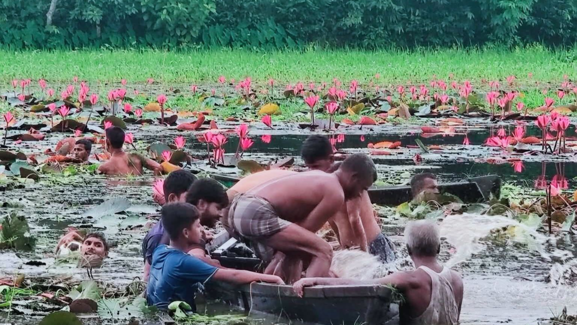 গাজীপুরের শাপলা বিলে নৌকা ডুবে দুই বন্ধুর মৃত্যু
