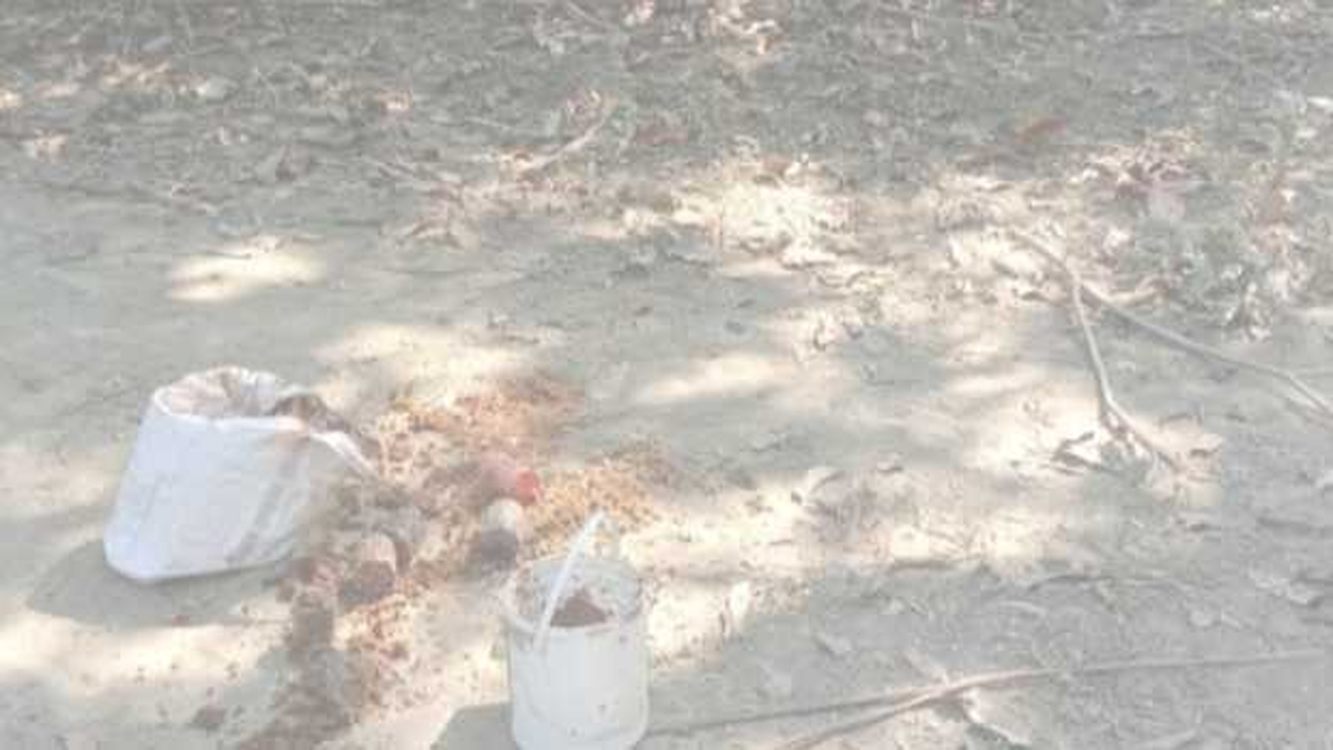 শার্শায় কবরস্থানে পাওয়া গেল ৬টি ককটেল