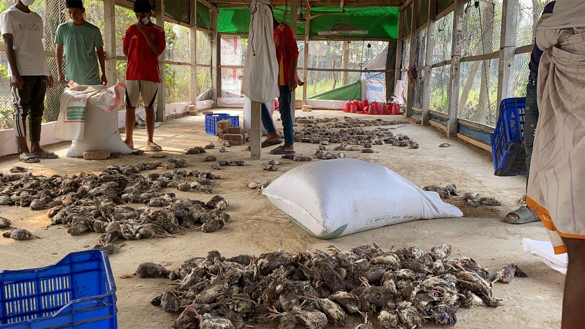 অজ্ঞাত রোগে সিরাজদিখানে সাড়ে ৬ হাজার কোয়েলের মৃত্যু