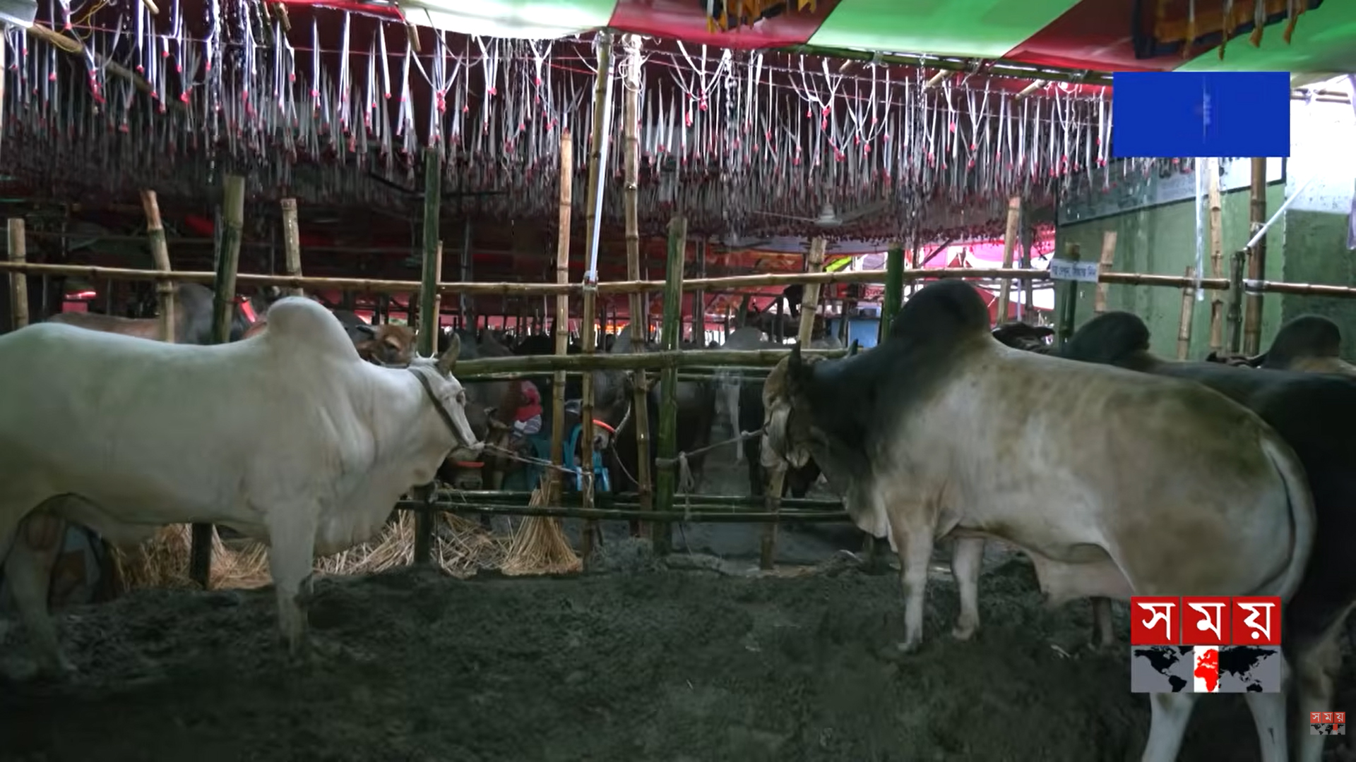 ক্রেতার অভাবে শেষ মুহূর্তে রাজধানীতে কমলো কোরবানি পশুর দাম