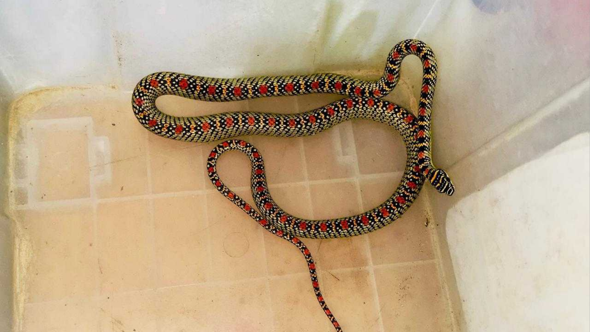 শ্রীমঙ্গলে বসতঘর থেকে কালনাগিনী সাপ উদ্ধার