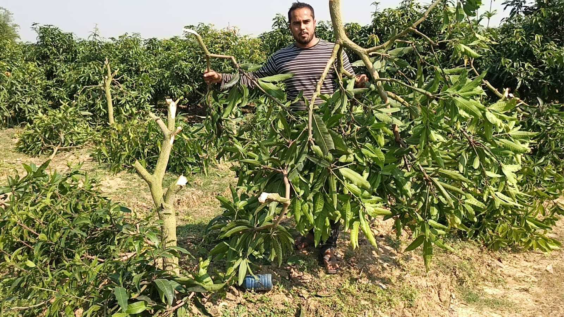 চাঁদা না পেয়ে আমচাষীর ৩৫০টি আমগাছ কেটে দিল দুর্বৃত্তরা