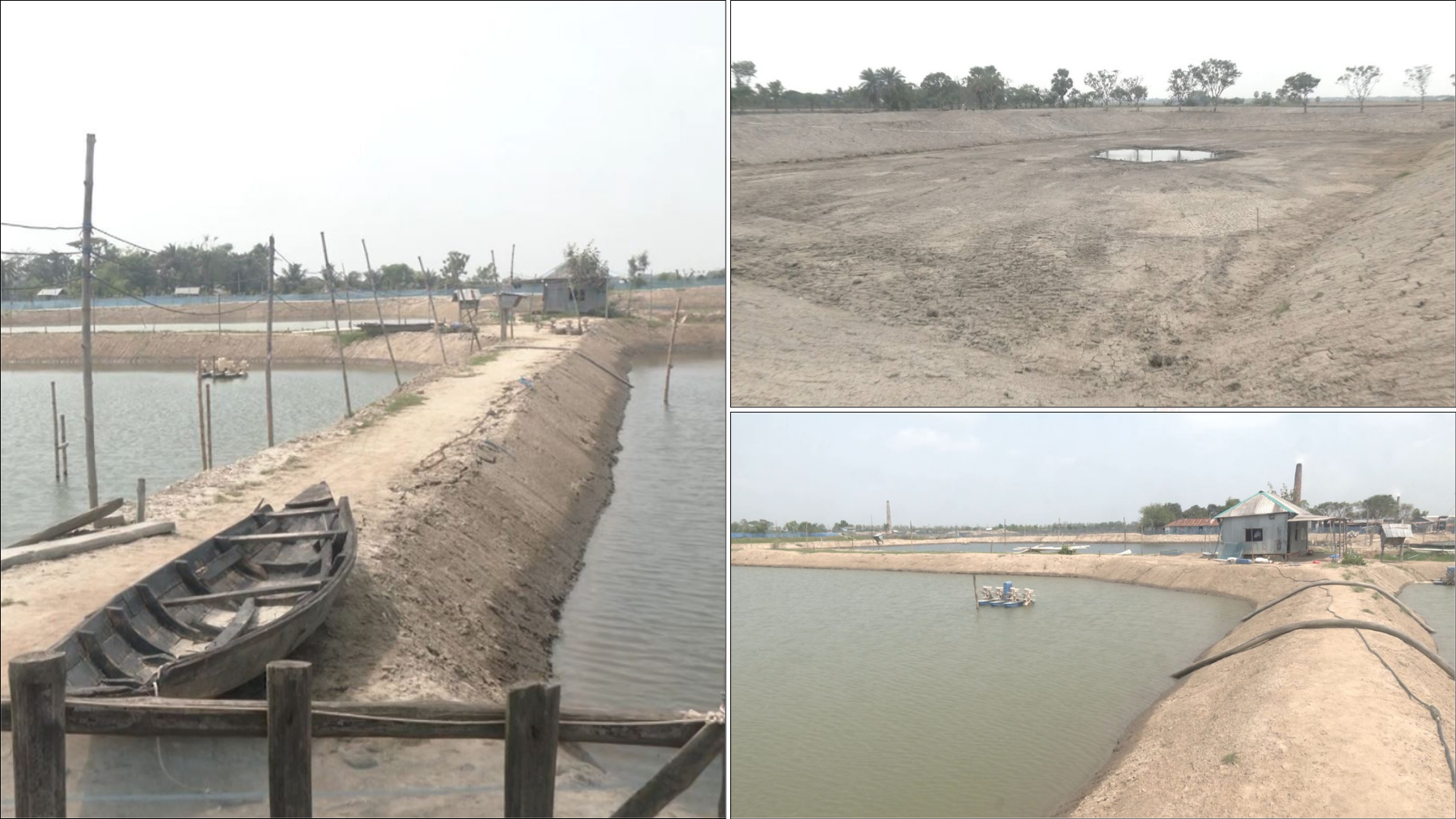 চরম ক্ষতির মুখে খুলনার ভেনামি চিংড়ি চাষিরা