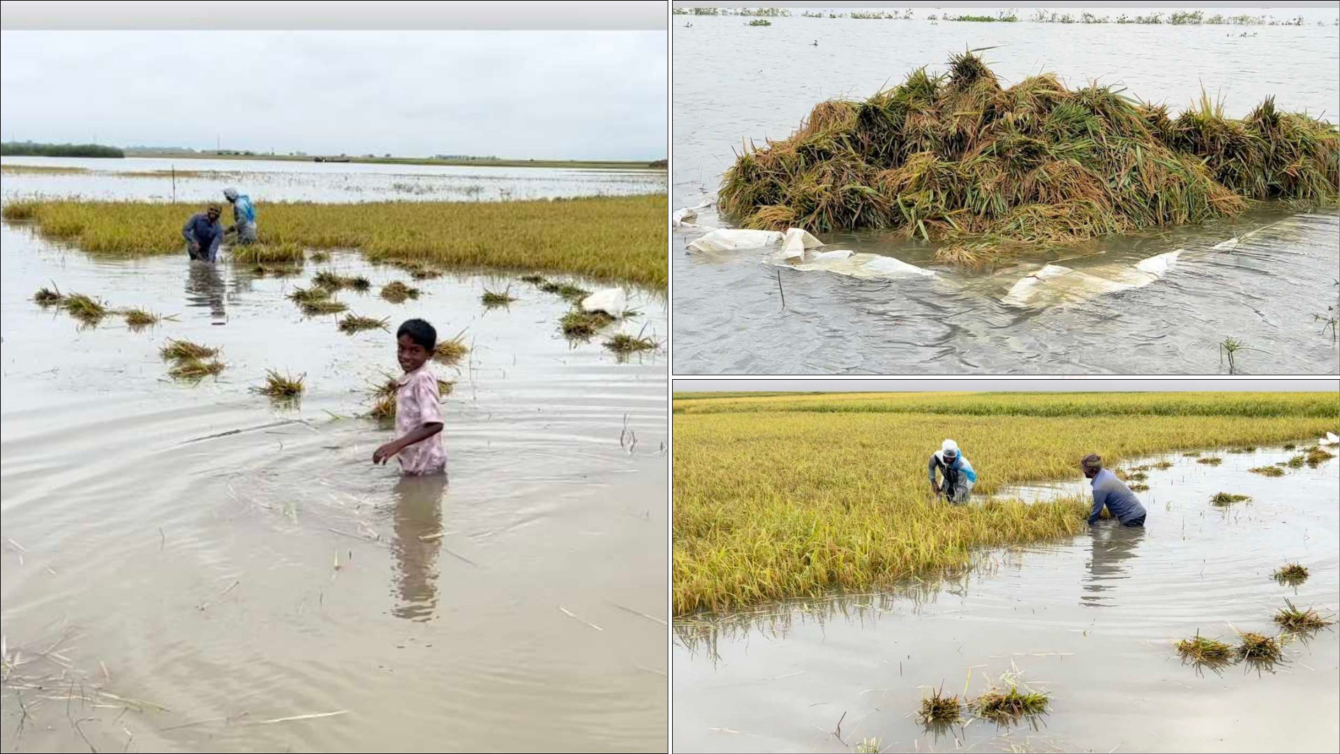 হাওড়ের থইথই পানিতে ভাসছে কৃষকের সোনালি স্বপ্ন
