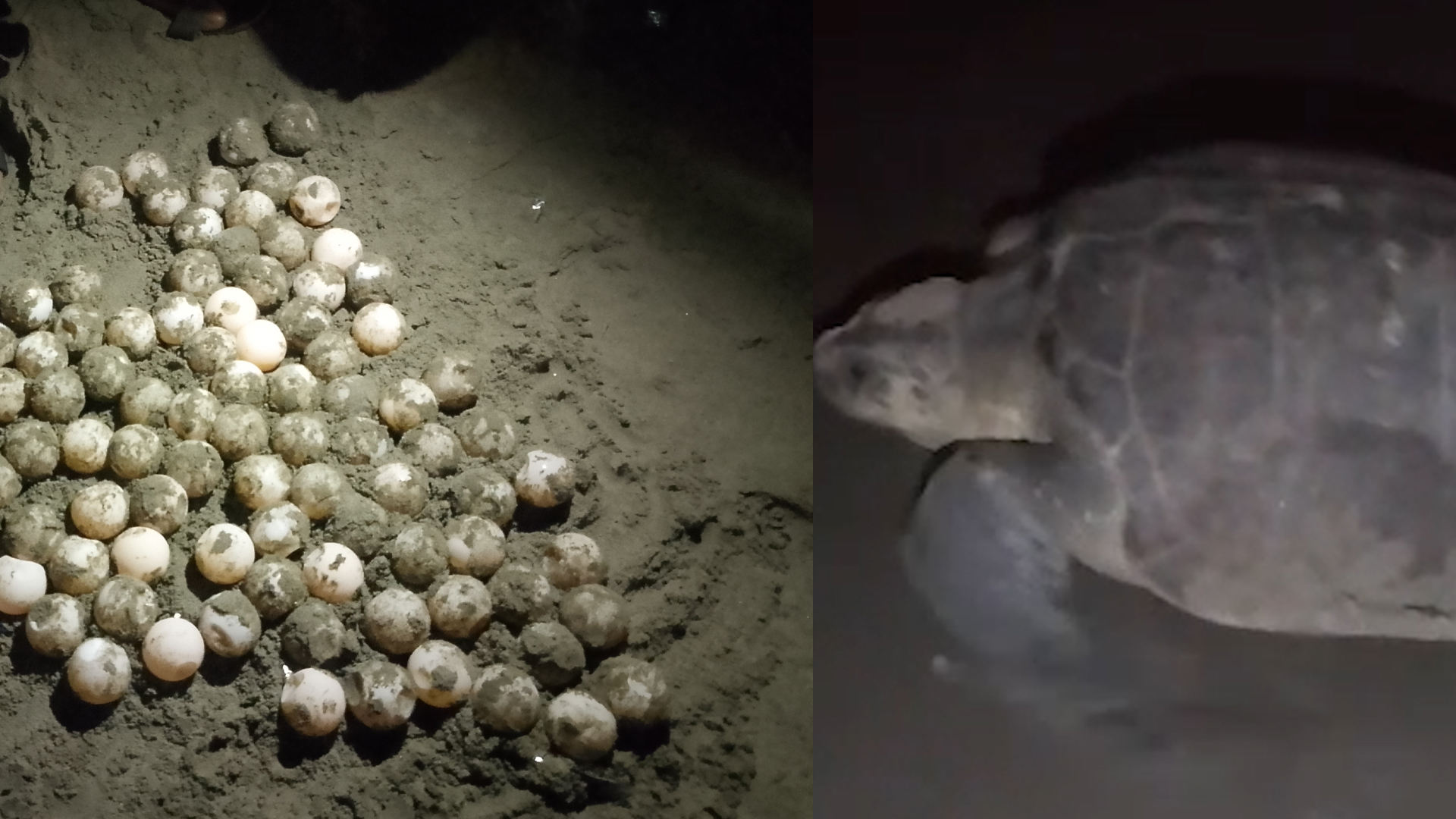 কুকুরের আক্রমণ থেকে কচ্ছপ ও ডিম রক্ষা করল বিচ কর্মীরা