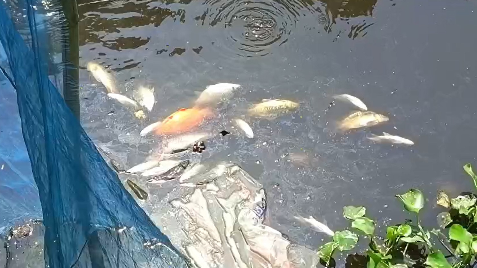 মাদারীপুরে পশুর চামড়ার বর্জ্যে মারা গেল ১০ লাখ টাকার মাছ
