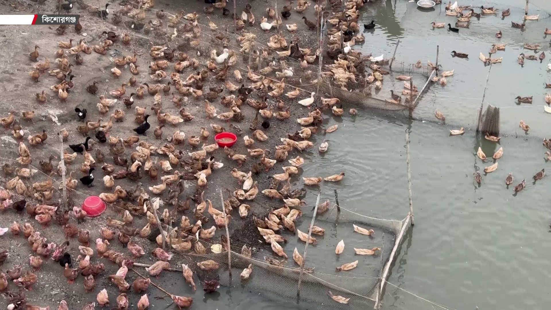 হাওরে হাঁসের খামারে দিন বদলের স্বপ্ন কিশোরগঞ্জের খামারিদের