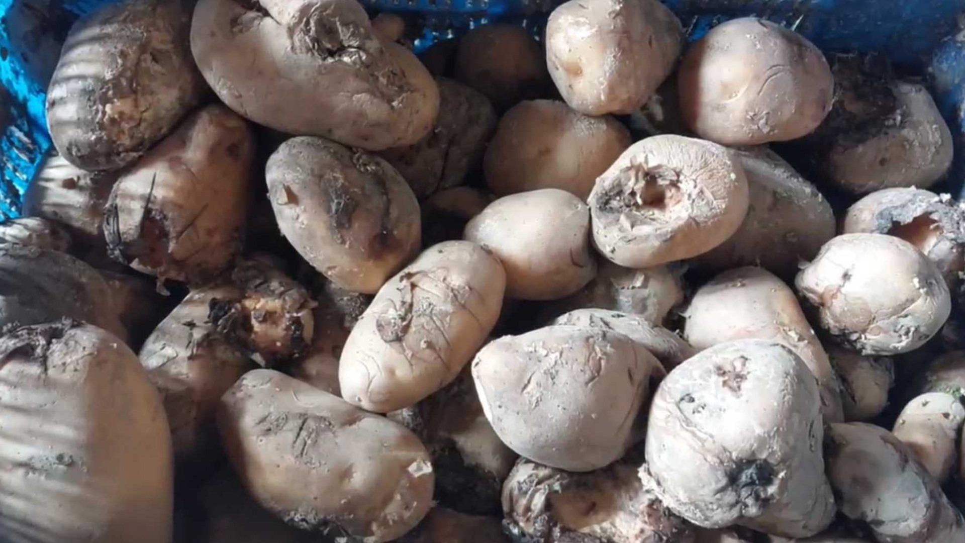 Katta oyoq porno Bokira katta xorozlar bilan porno