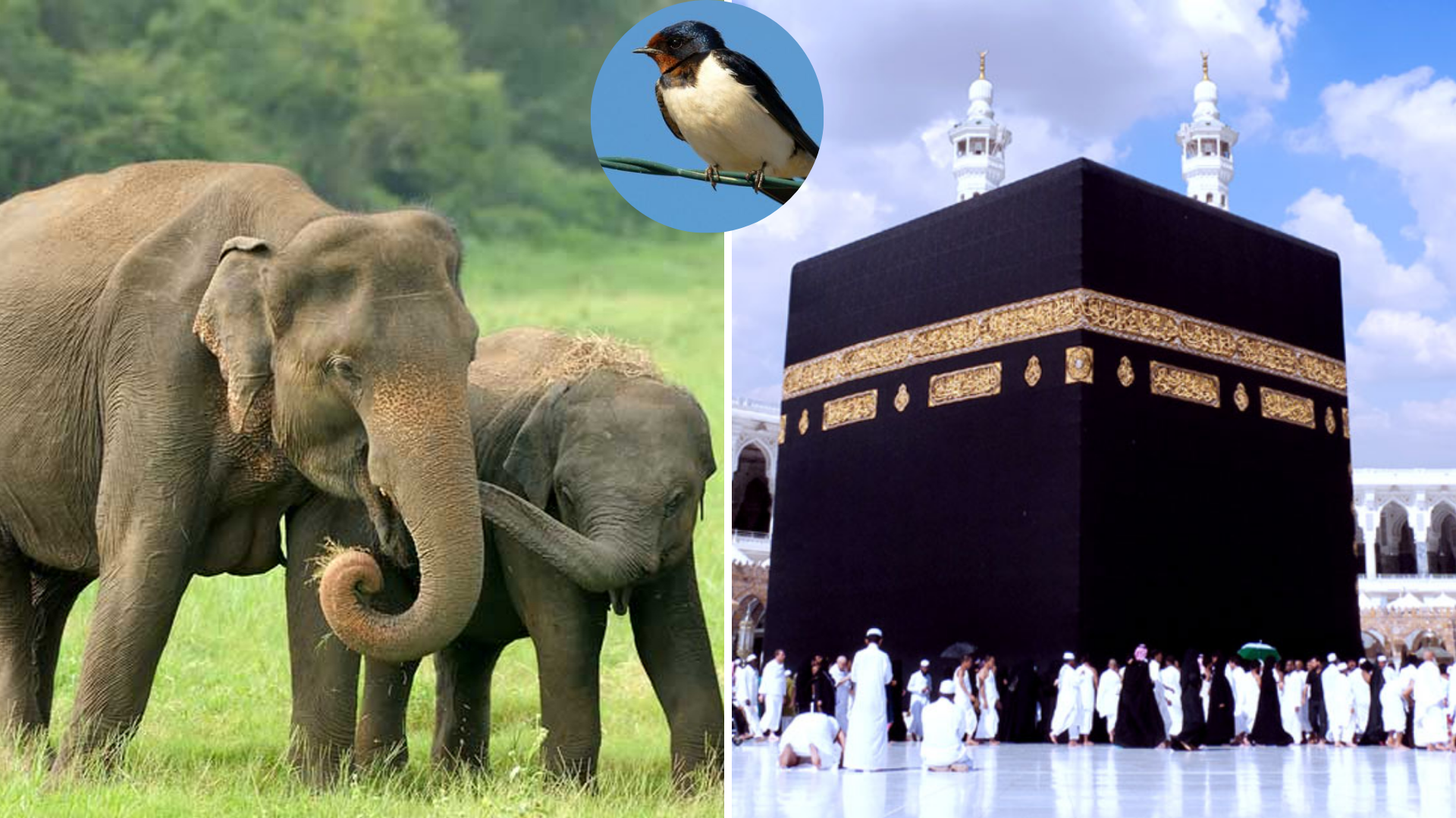 Misrlik qiz bilan jinsiy aloqa