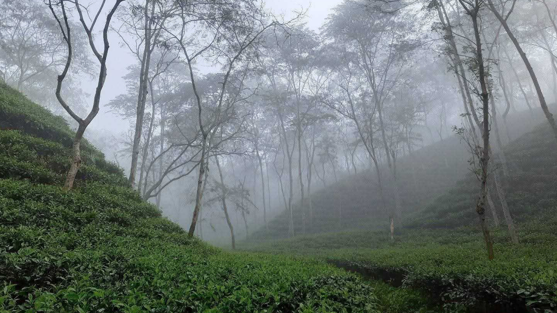 আগামী ১০ দিন কেমন থাকবে তাপমাত্রা, জানাল আবহাওয়া অফিস