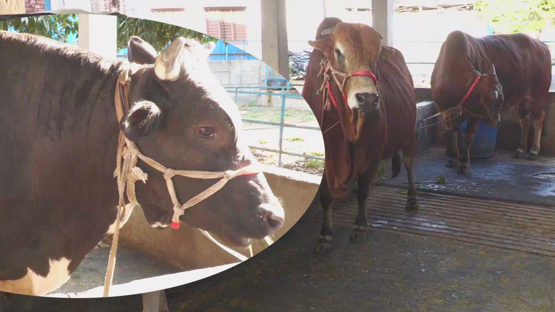এবার কোরবানির হাট কাঁপাবে বিশাল দেহের নবাব-কালো মানিক, দাম কত?