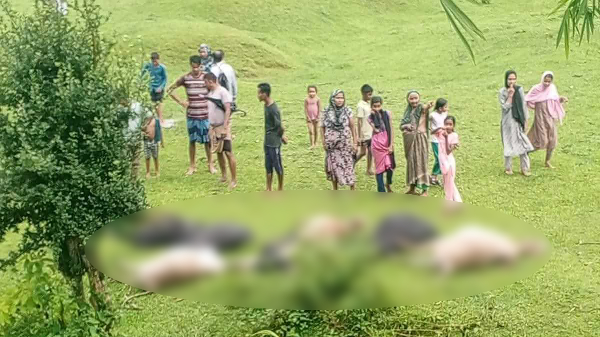 মৌলভীবাজারে বজ্রপাতে একসঙ্গে ১৪ গরু-মহিষের মৃত্যু