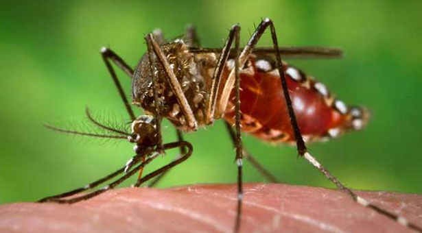 ডেঙ্গু নিয়ে শঙ্কায় স্বাস্থ্য অধিদপ্তর