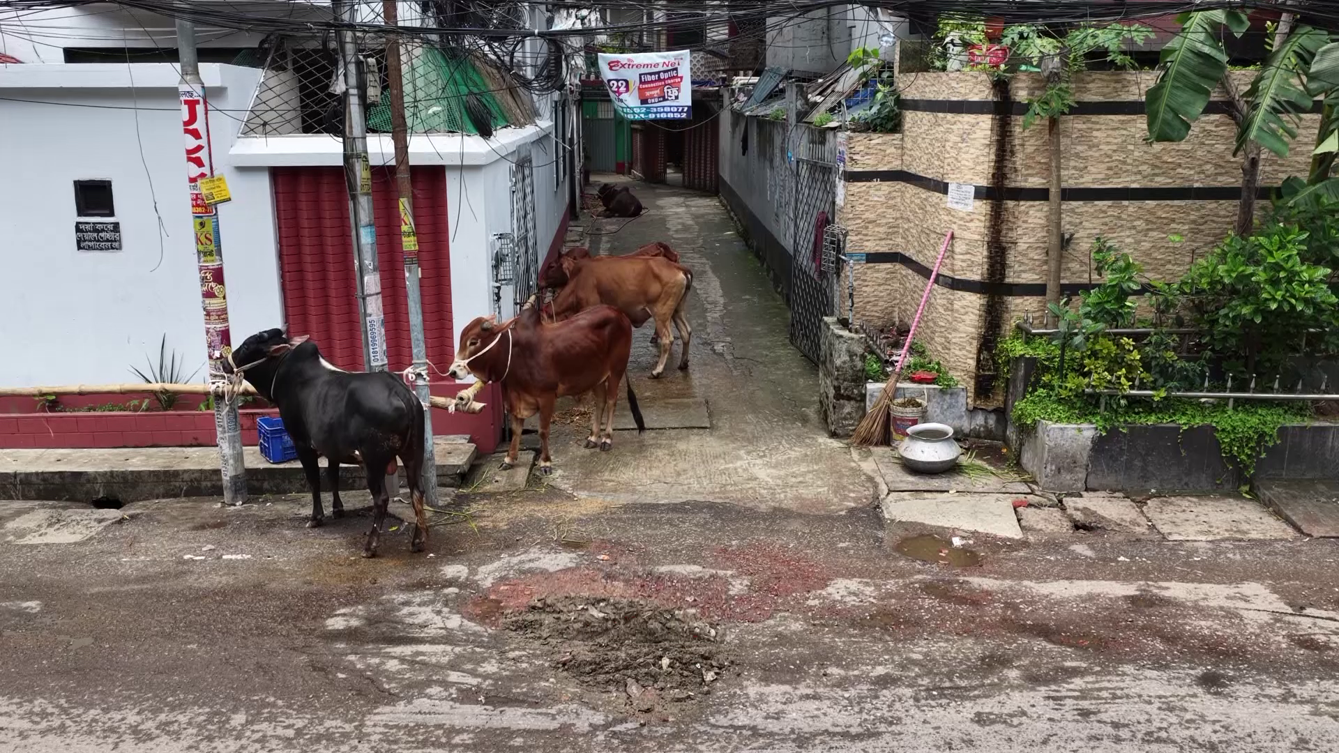 কোরবানির বর্জ্য সরাতে ঢাকার দুই সিটির মহাপরিকল্পনা, প্রস্তুত ৩১ হাজার কর্মী