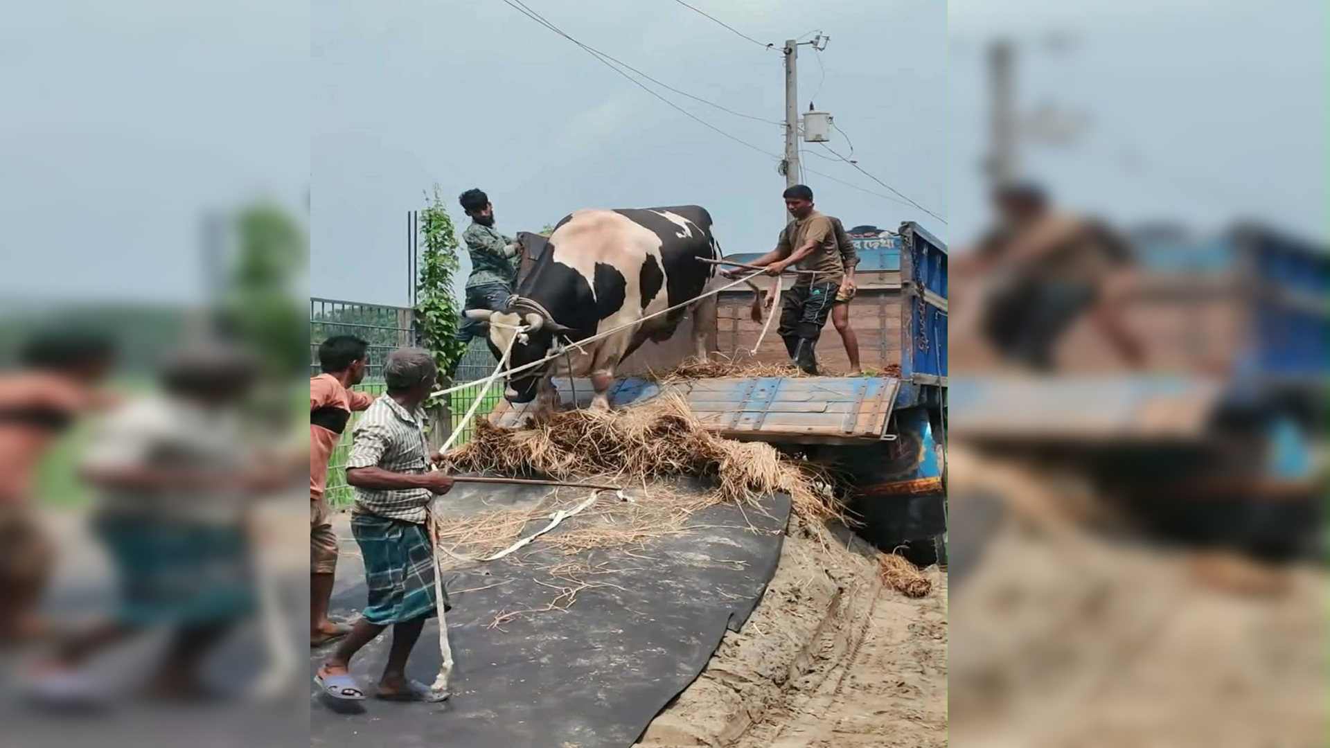 টাঙ্গাইলের ৫৬ মণের ‘মানিক’ এখন কুষ্টিয়ায়, খাওয়ানো হবে এতিমদের