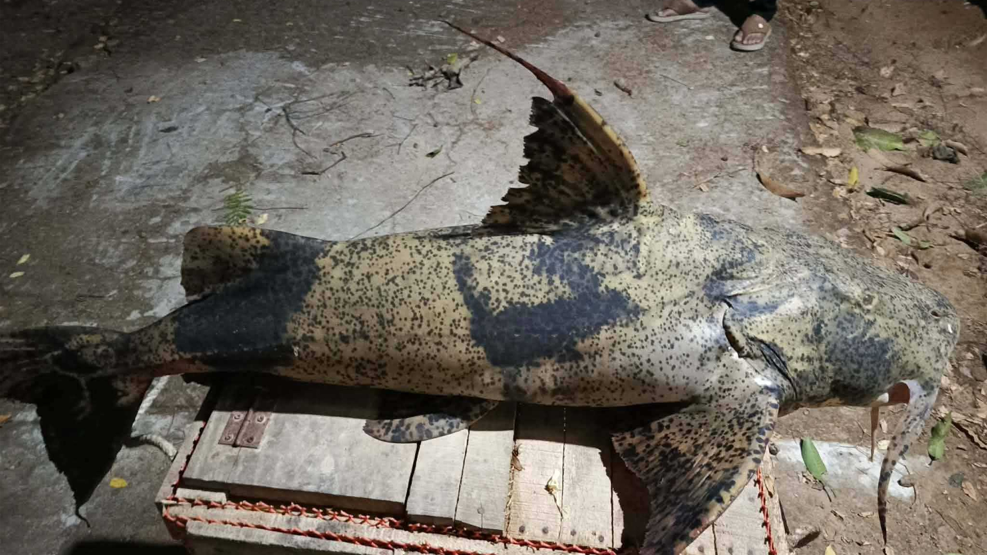 রাঙ্গামাটিতে মহাবিপন্ন বাঘা আইড় জব্দ, পরে মাটিচাপা