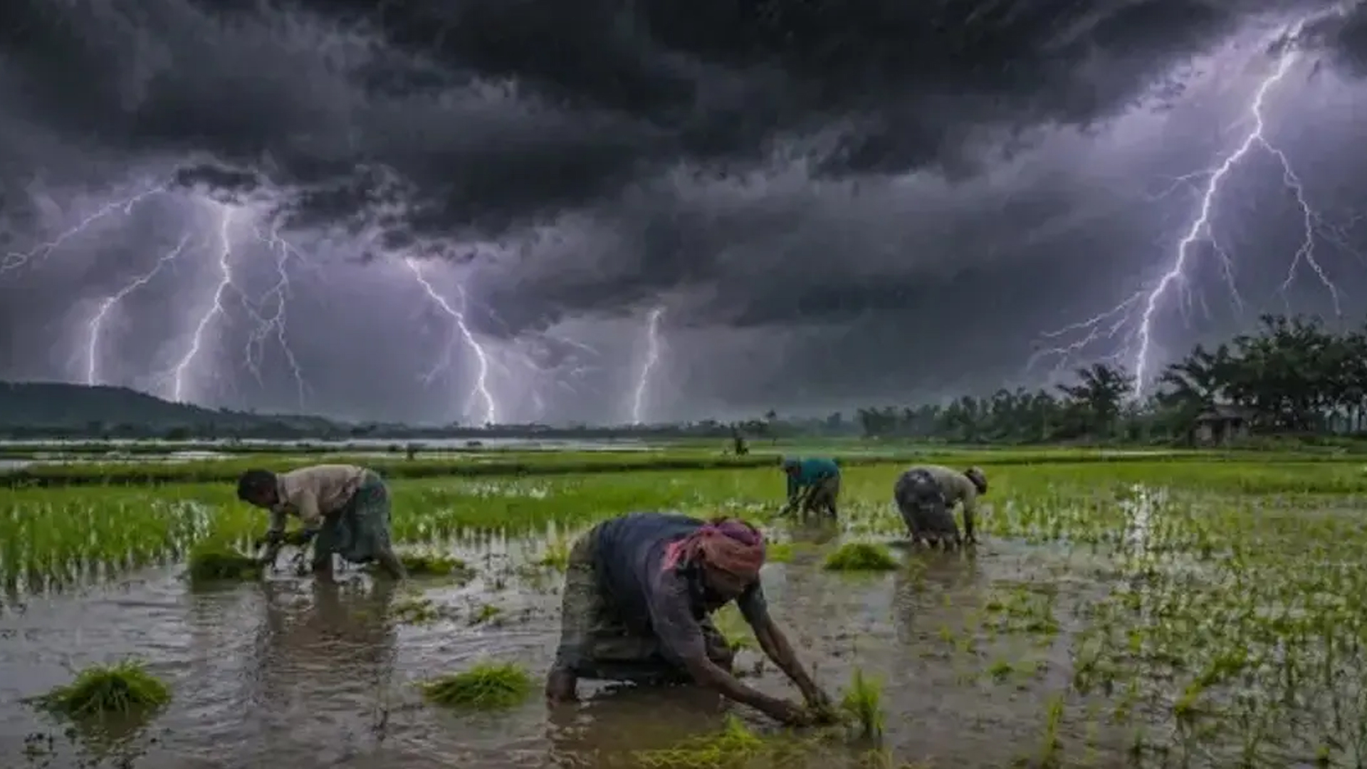 পটুয়াখালীতে ব্রজপাতে গেল ৪ জনের প্রাণ, অর্ধশতাধিক গরুর মৃত্যু