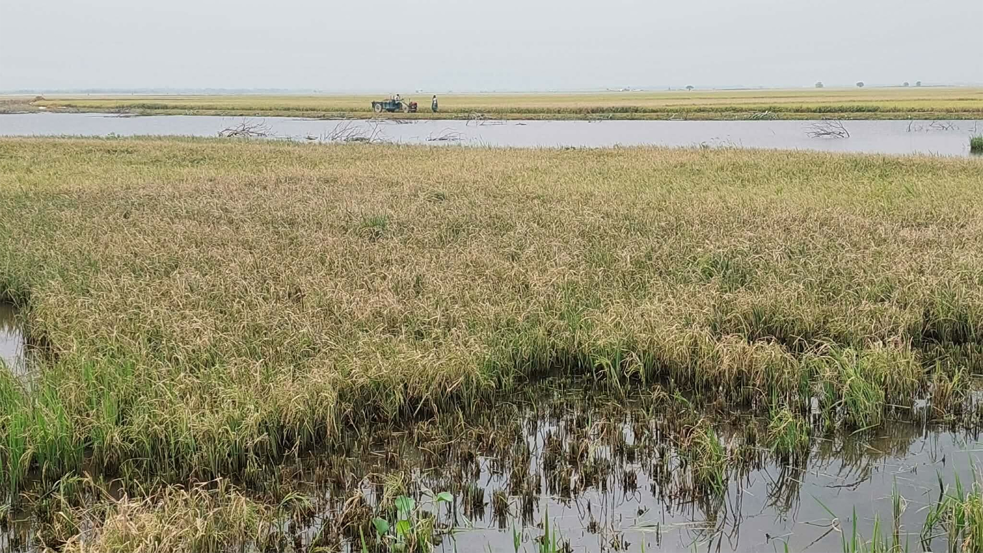 স্বামীর সঙ্গে হাওড়ে ডুবে যাওয়া ধান কাটতে গিয়ে প্রাণ গেল গৃহবধূর