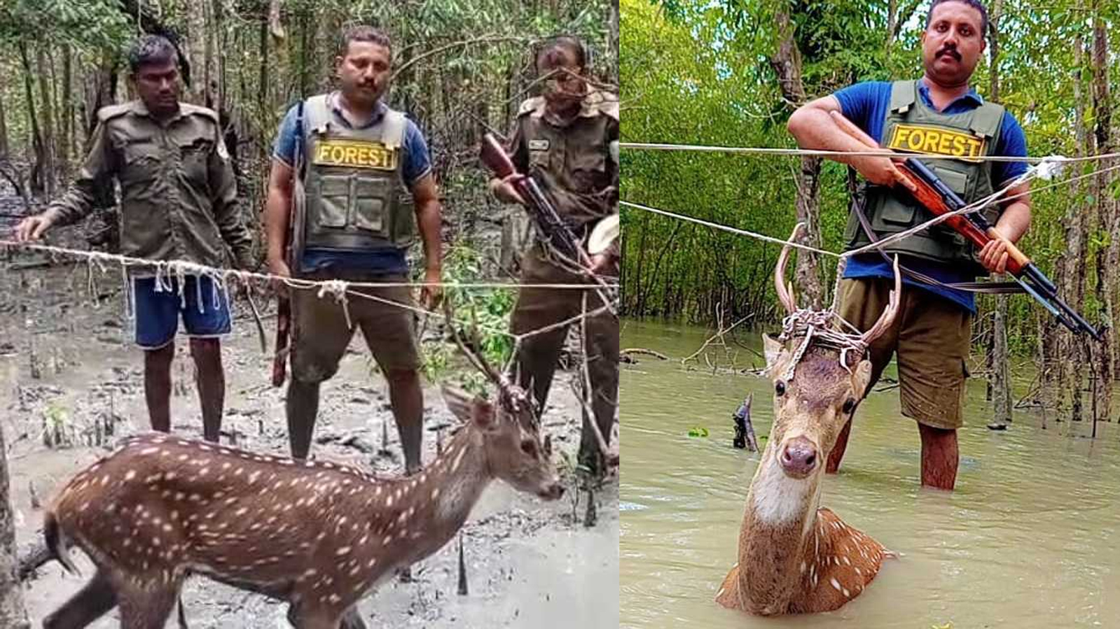 সুন্দরবনে চোরা শিকারিদের ফাঁদে আটকা পড়া জীবিত হরিণ উদ্ধার