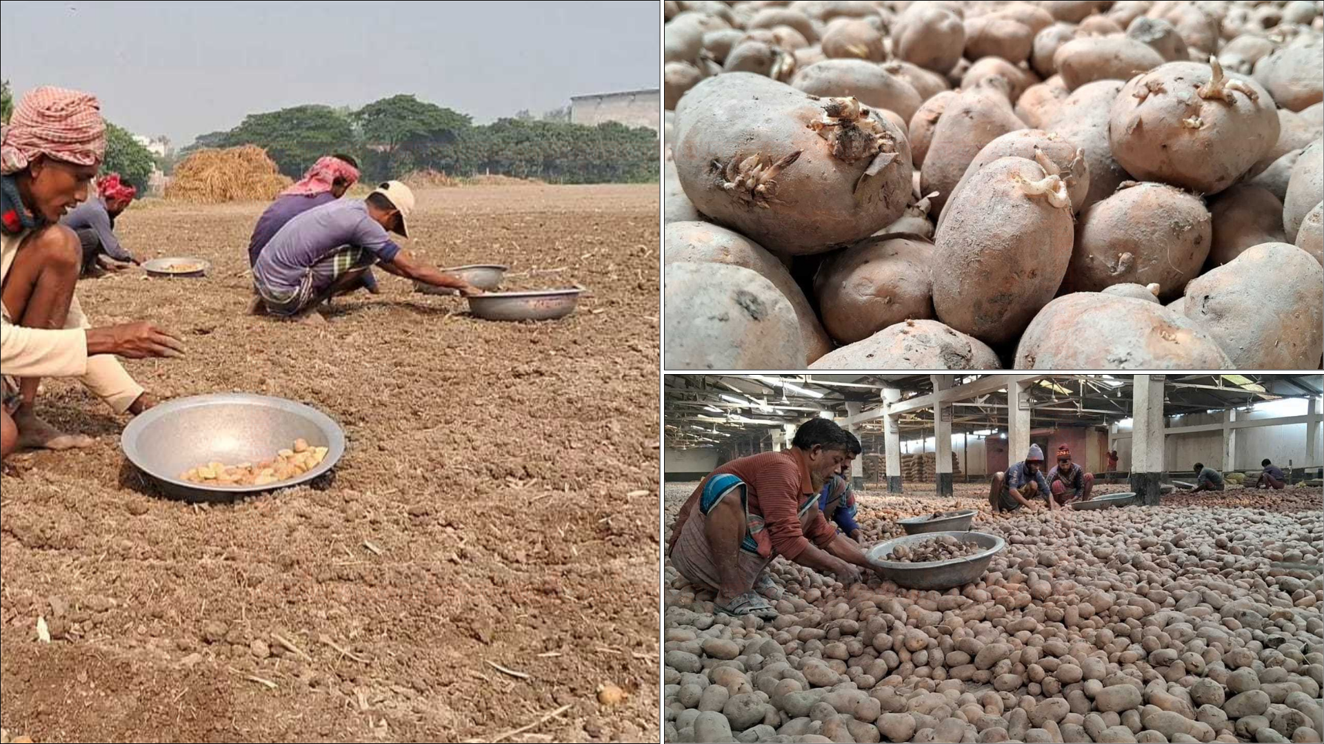 মুন্সীগঞ্জের আলু এখন কৃষকদের ‘গলার কাঁটা’