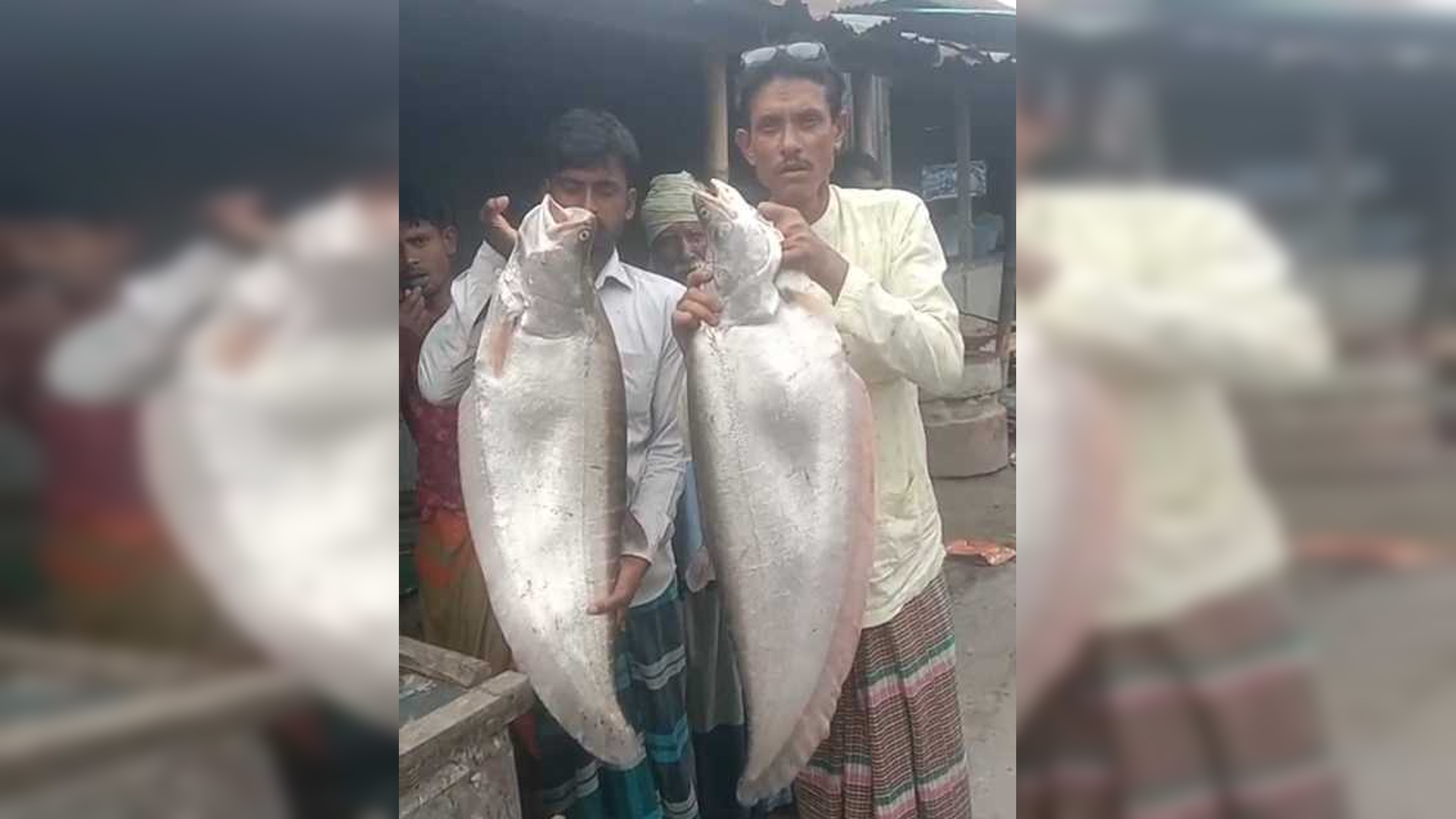 ব্রহ্মপুত্র নদে ধরা পড়ল দুই বিশাল চিতল