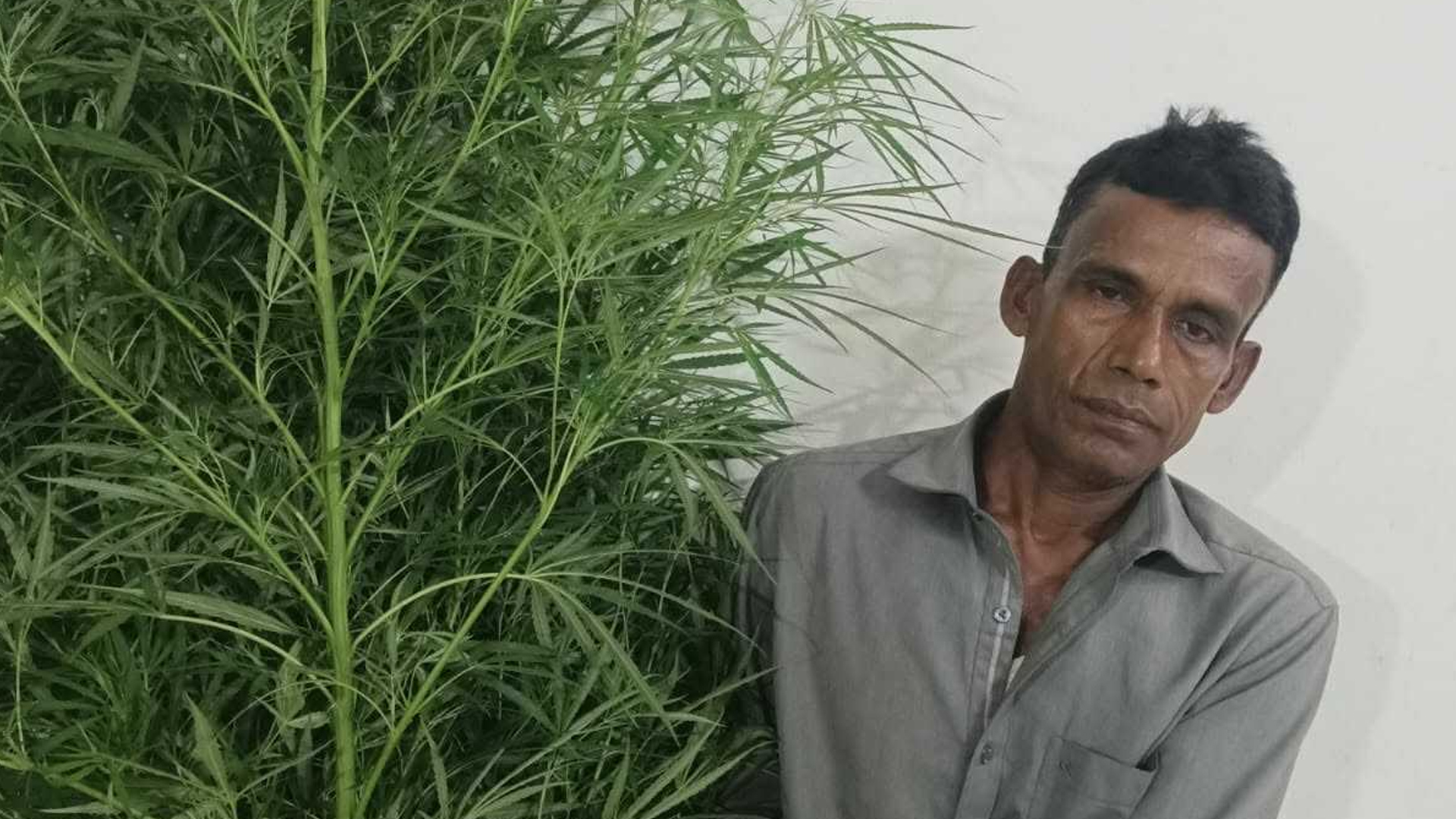 বরিশালে ১০ ফুটের দুইটি গাঁজা গাছসহ কৃষক আটক