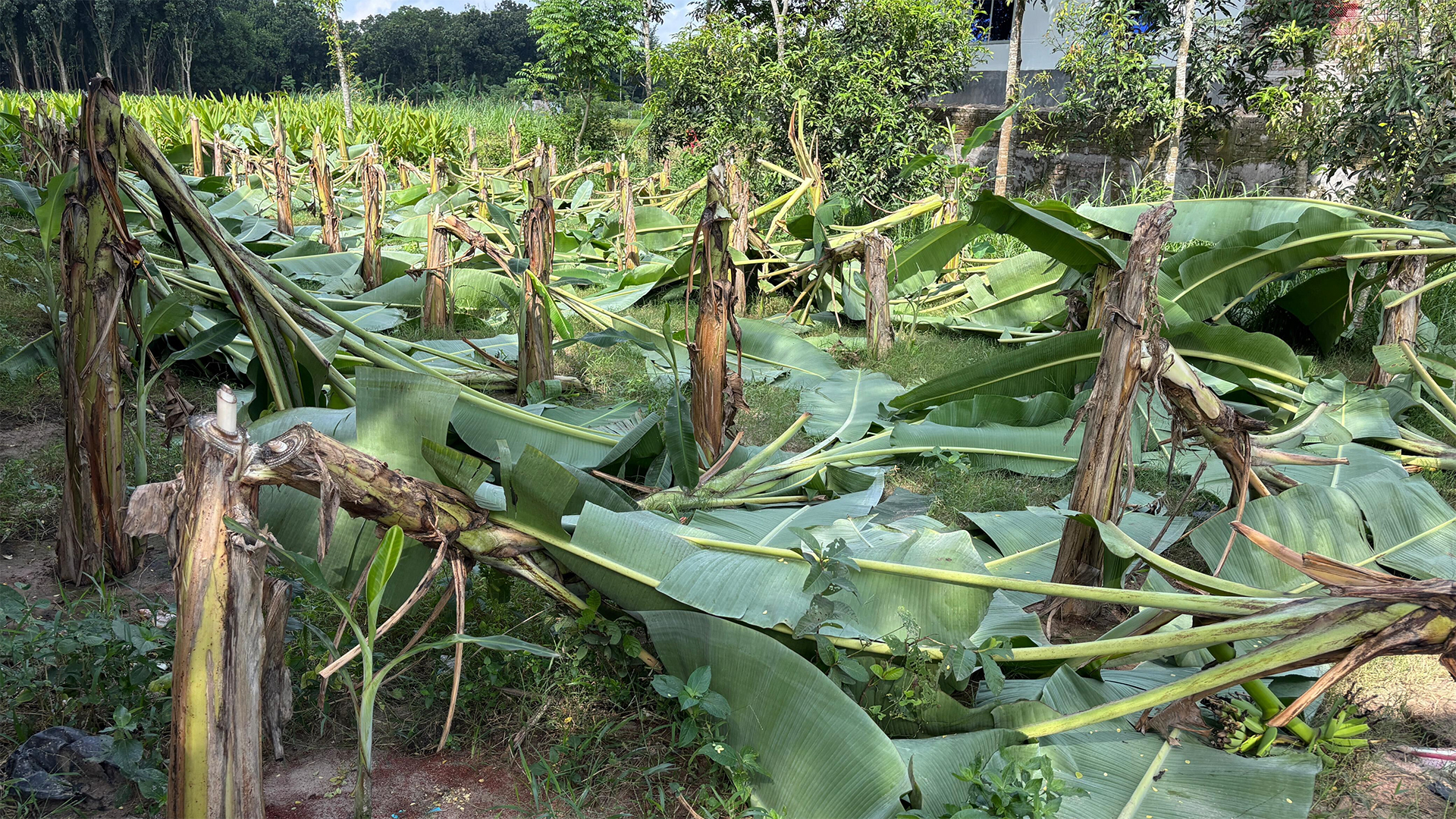 কলা গাছের সঙ্গে এ কেমন শত্রুতা!