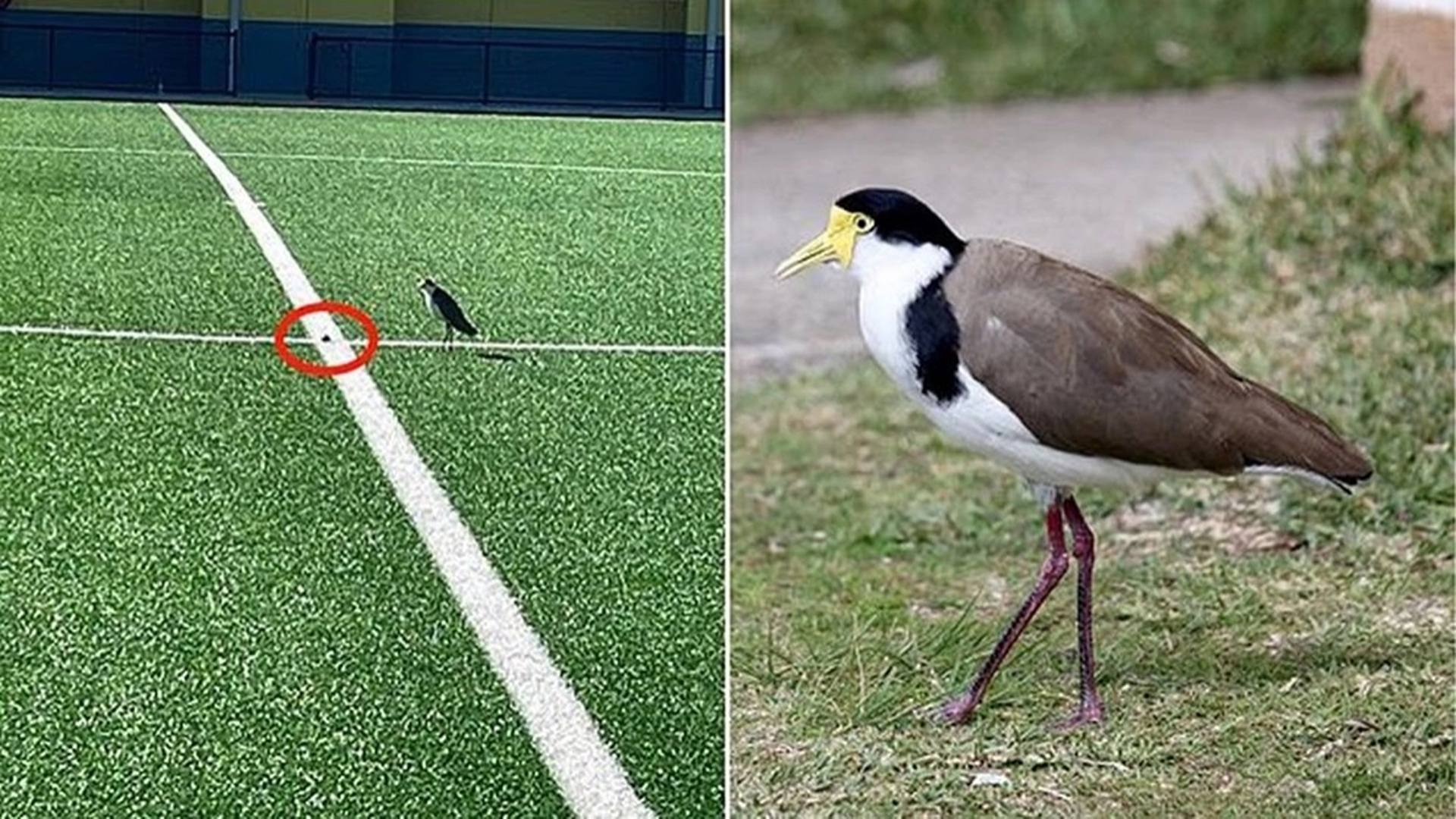 Mini yubka kiygan qiz oyoqlarini yoyadi