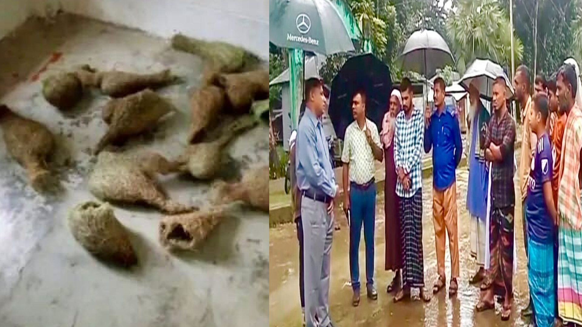 ভেঙে ফেলা বাবুই পাখির বাসা প্রতিস্থাপন করে দিলো বনবিভাগ