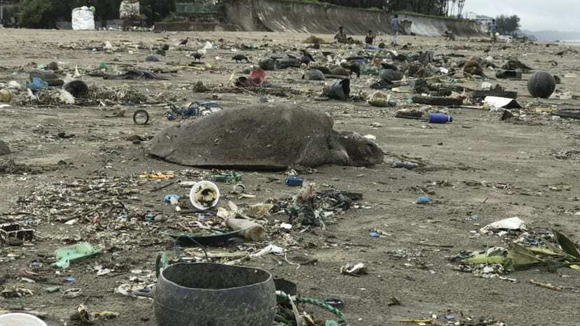 Marine pollution threatens Bangladesh's blue econ...