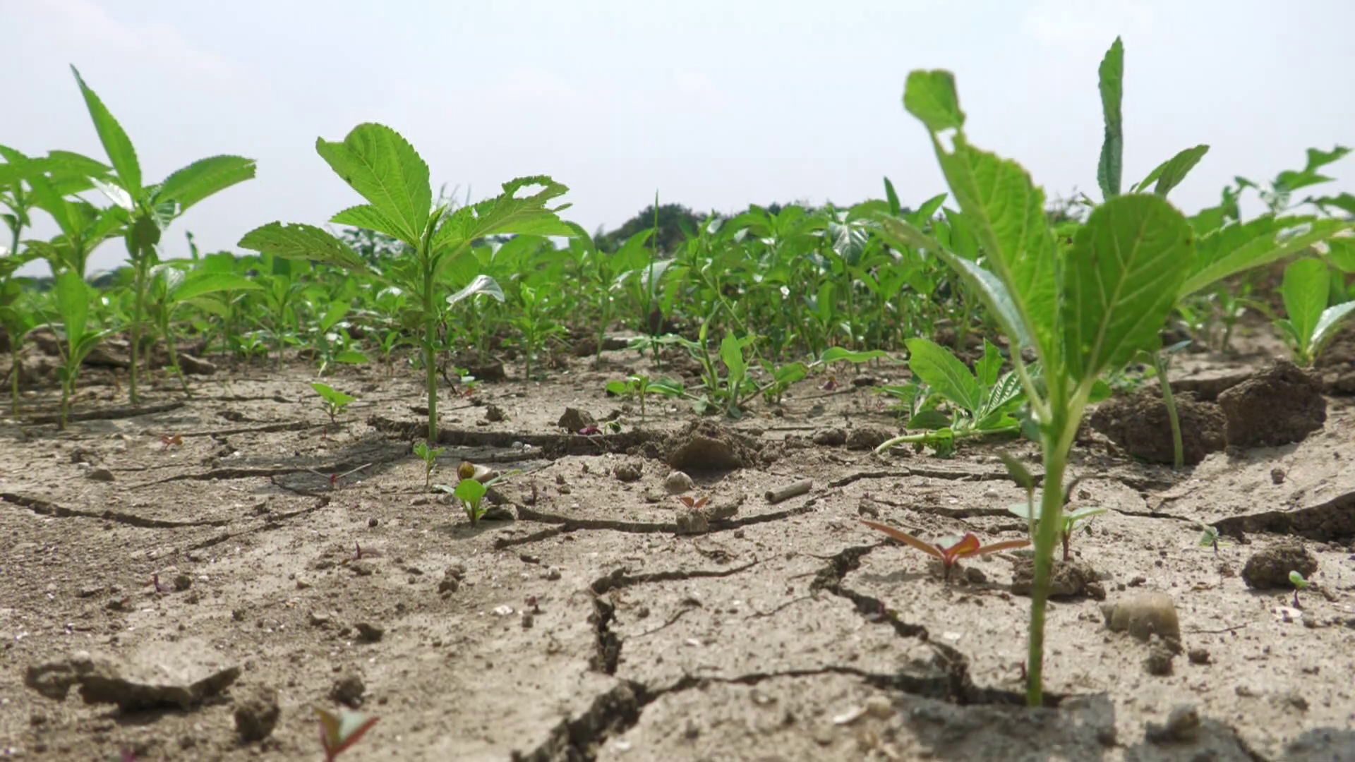 সেচের অভাবে মরছে চারা, পাটক্ষেতের সঙ্গে ফাটছে ‘কৃষকের কপালও’