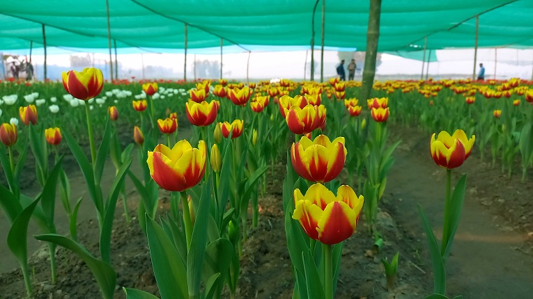 Braziliya porno yulduzlari hd Ogri mushuk tatuirovkasi