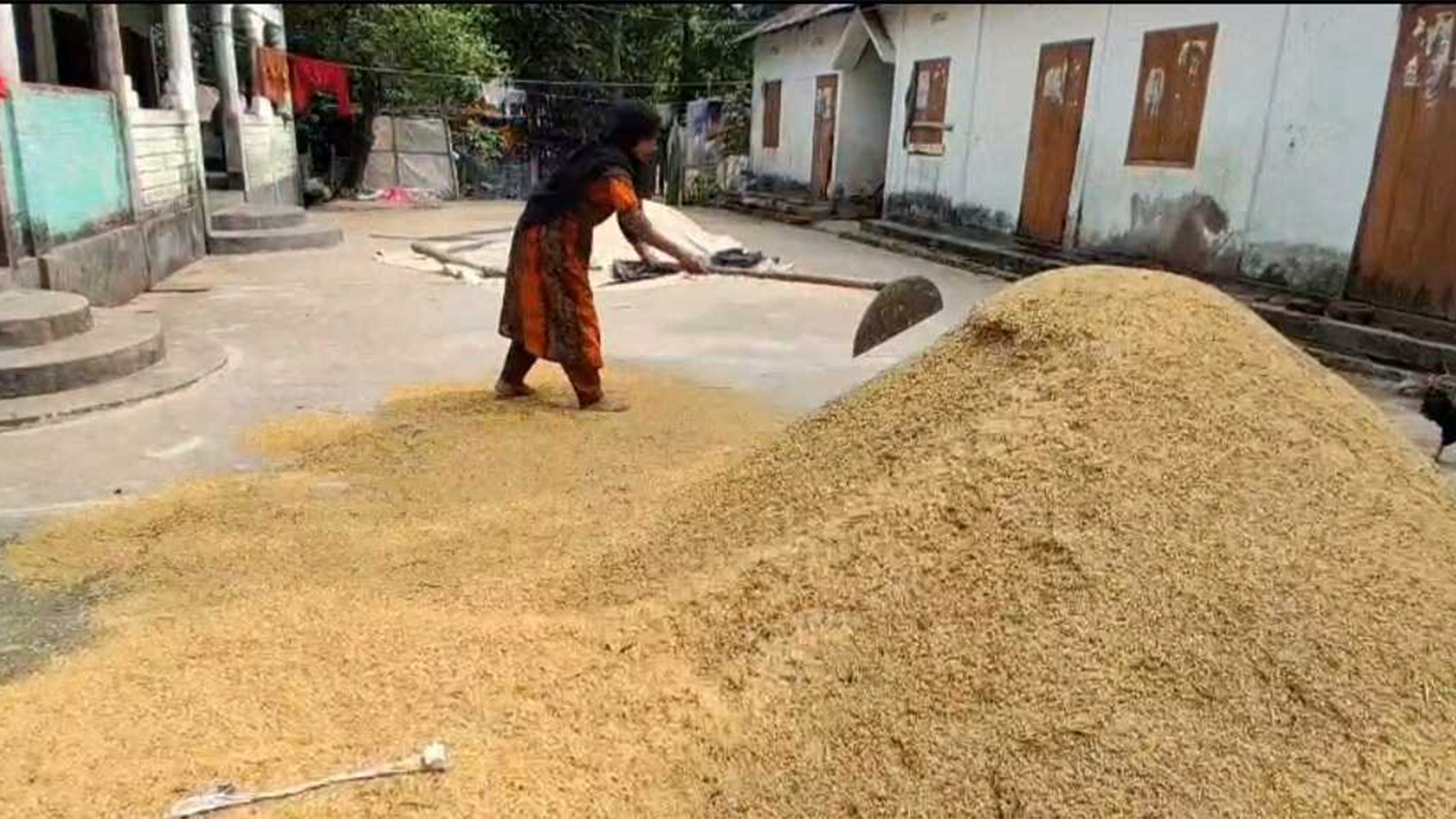 ১০ দিন পর রোদের দেখা, পচা ধান শুকাতে ব্যস্ত মৌলভীবাজারের কৃষকরা