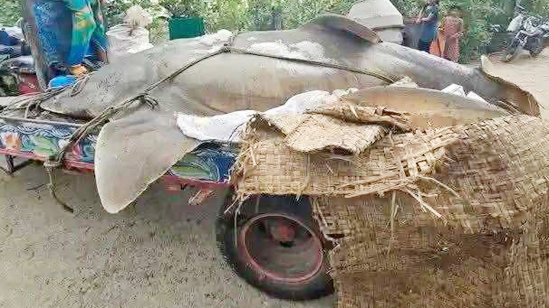 প্রশাসনের অভিযান, অবশেষে পুঁতে ফেলা হলো ২৫ মণের সেই ‘দানব’ মাছটি