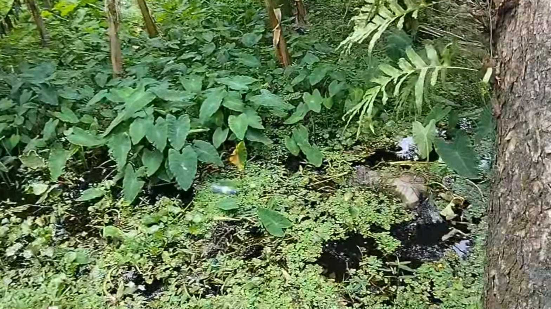 ভাণ্ডারিয়ায় অজ্ঞাতপরিচয় যুবকের অর্ধগলিত মরদেহ উদ্ধার