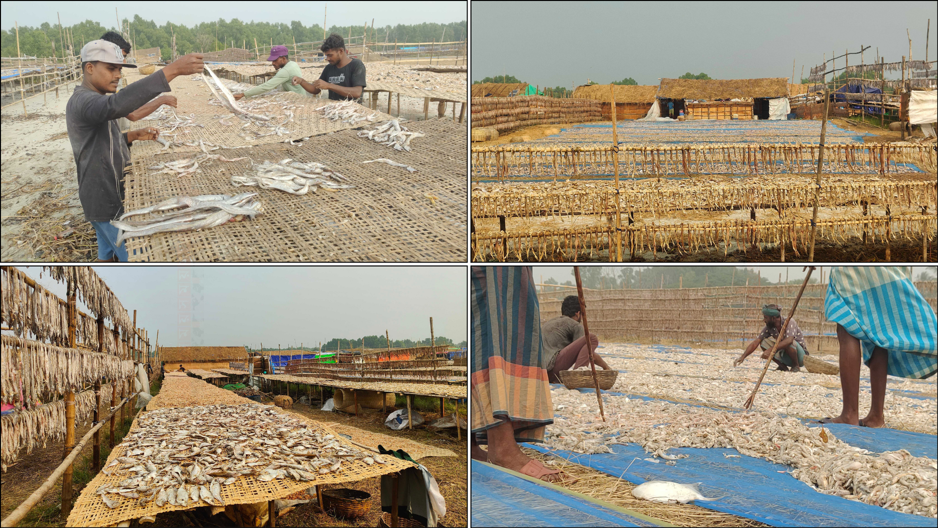 সুন্দরবনের শুঁটকি পল্লীতে ব্যস্ততা, ৮ কোটি টাকা রাজস্বের লক্ষ্যমাত্রা