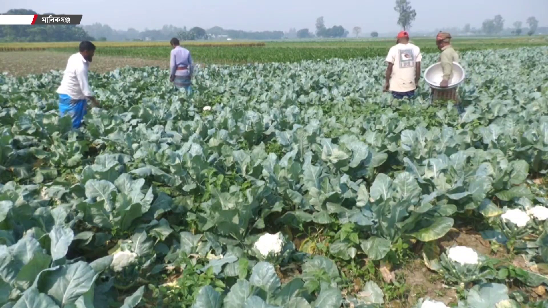 আগাম শীতকালীন সবজি চাষে মানিকগঞ্জের চাষিদের মুখে হাসি