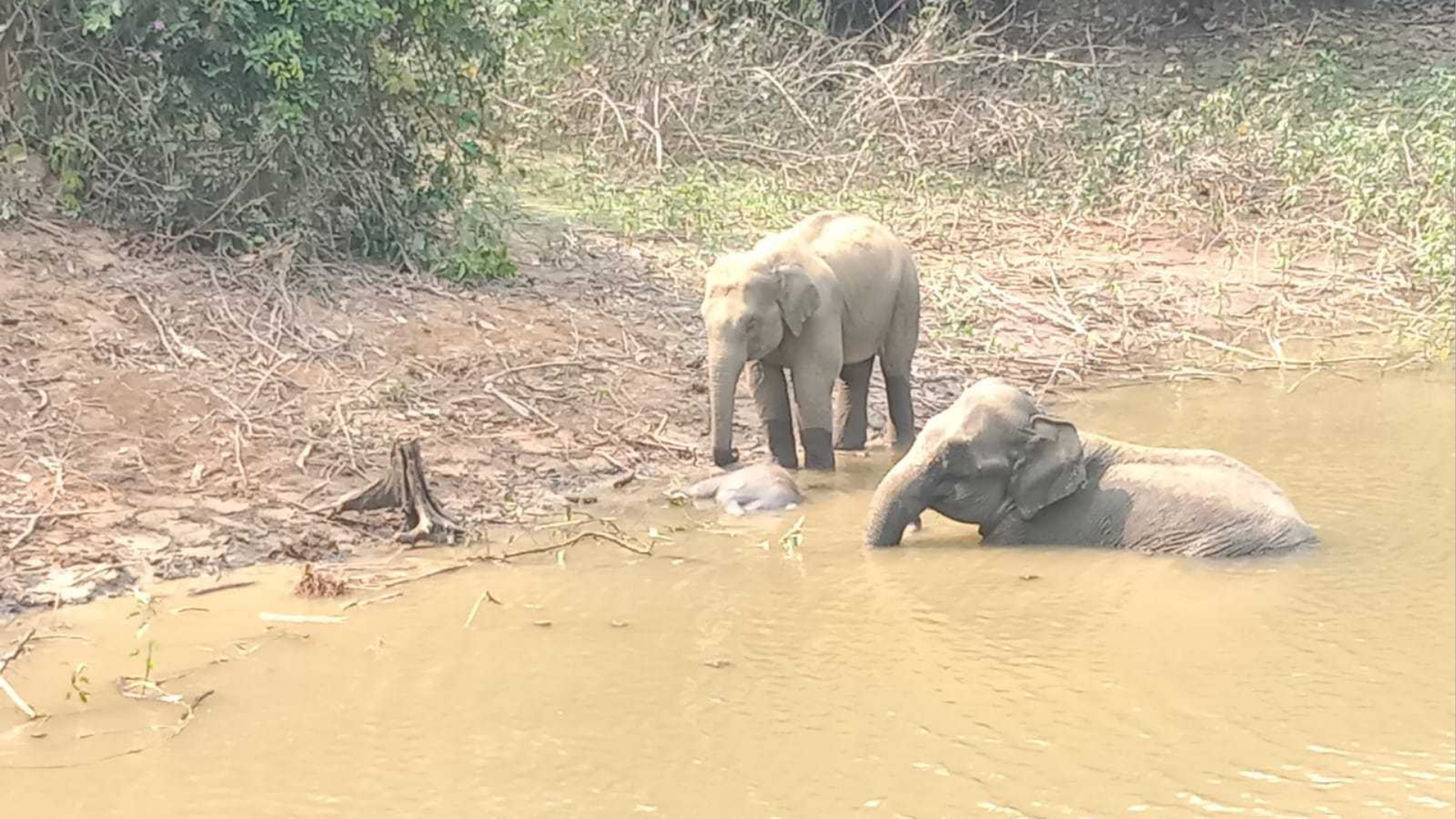মৃত শাবককে ঘিরে তিন দিন ধরে দাঁড়িয়ে আছে শোকাচ্ছন্ন হাতি দম্পতি