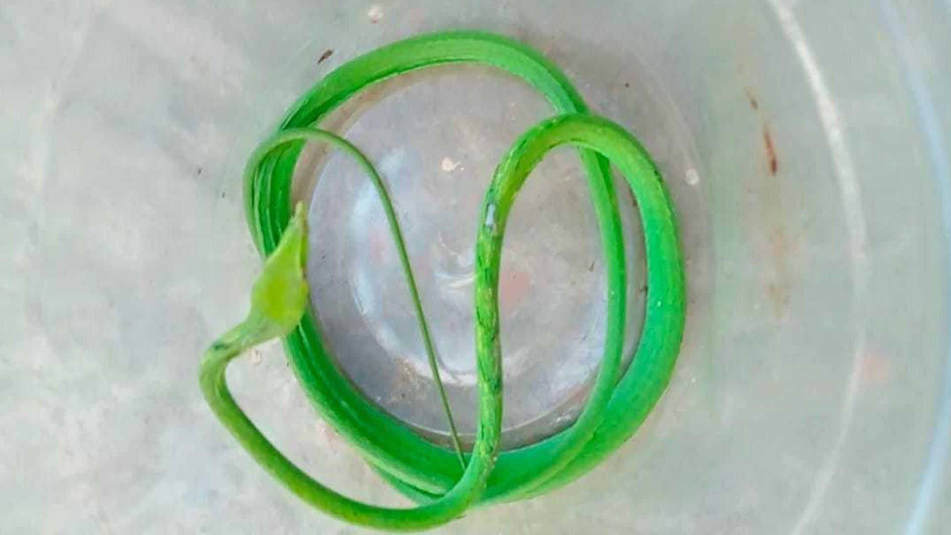 Erotik porno fantaziya