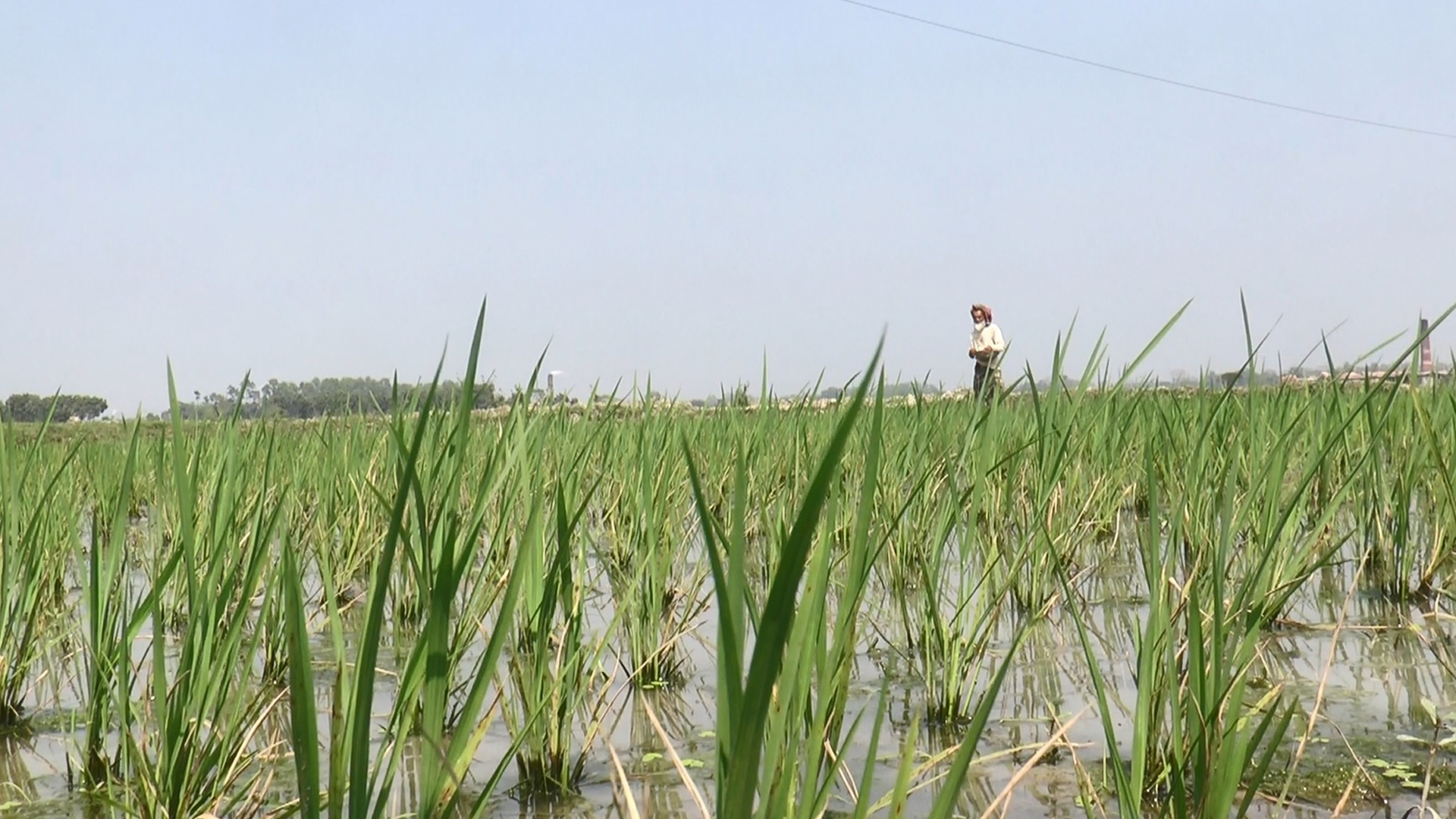 কৃষি উপসহকারী কর্মকর্তার সংকট চরমে, মাদারীপুরে ফসল উৎপাদন ব্যাহতের শঙ্কা