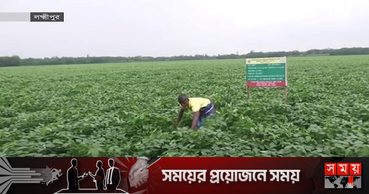লক্ষ্মীপুরে উৎপাদনের লক্ষ্যমাত্রা ছাড়াবে সয়াবিনের আবাদ | বাণিজ্য লক্ষ্মীপুরে উৎপাদনের লক্ষ্যমাত্রা ছাড়াবে সয়াবিনের আবাদ | বাণিজ্য
