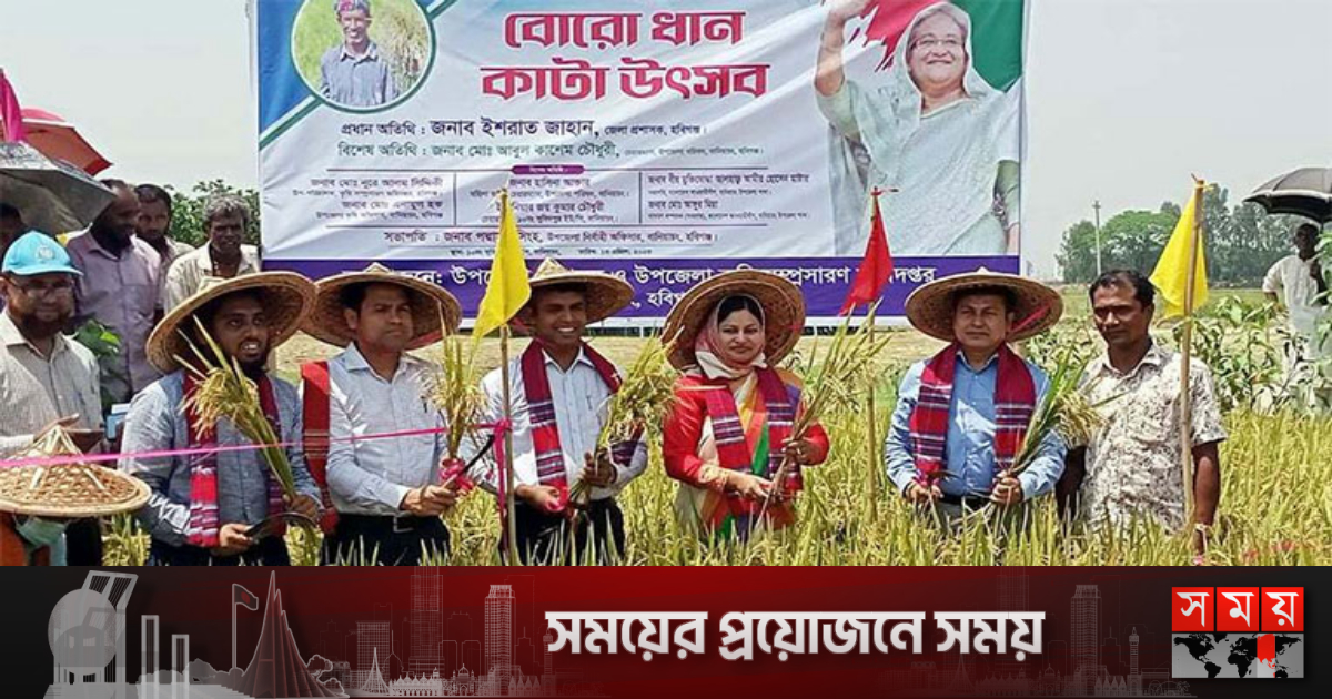 হবিগঞ্জে শুরু হয়েছে ধান কাটা উৎসব | বাংলাদেশ হবিগঞ্জে শুরু হয়েছে ধান কাটা উৎসব | বাংলাদেশ