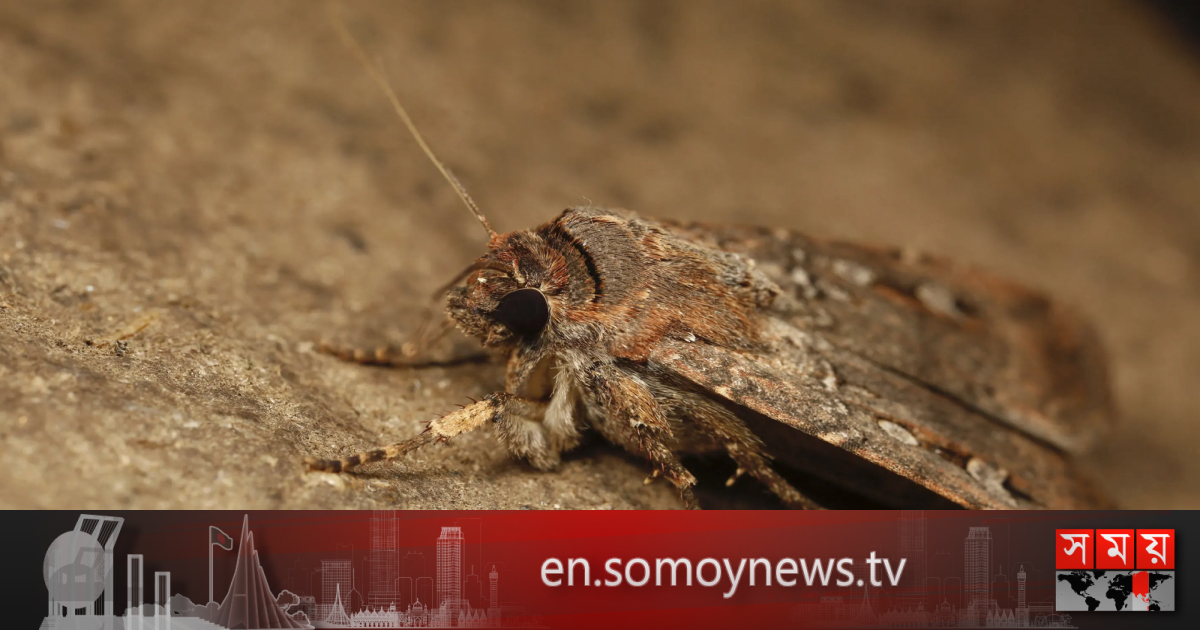 Bogong moths use stars to navigate hundreds of mi...