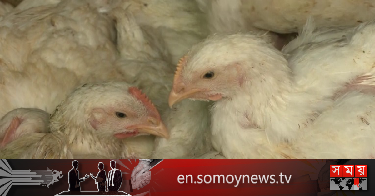 Broiler chicken prices go up